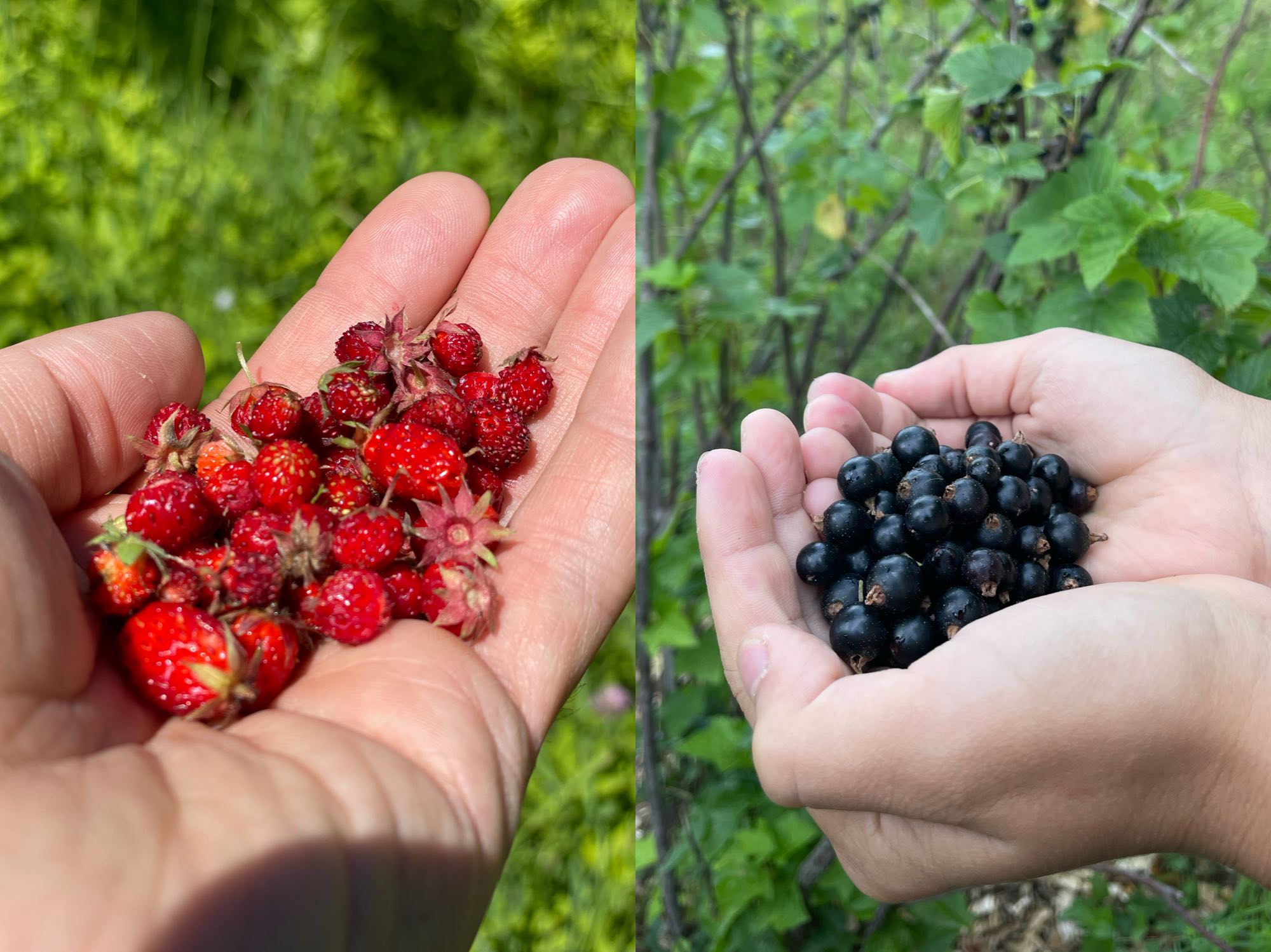 Fresh-picked strawberries and black currants from the food forest